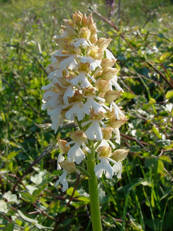 Orchis purpurea albina